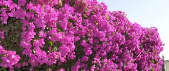 bougainvillea