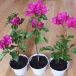 bougainvillea at home