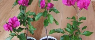 bougainvillea at home