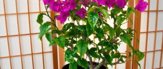 bougainvillea