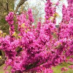 cercis tree