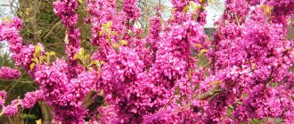 cercis tree