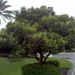 Cup tree - a tree typical of tropical latitudes