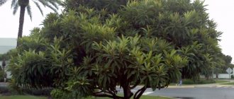 Cup tree - a tree typical of tropical latitudes