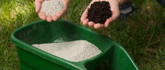 How to fertilize the soil in the fall if there is no manure?