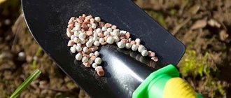 what to fertilize in spring