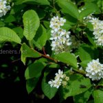 Bird cherry