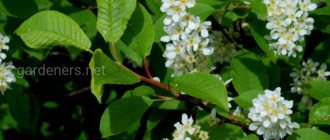 Bird cherry