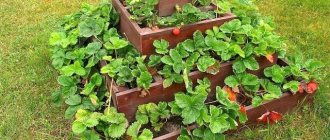 Drawings and parameters of a pyramid for strawberries