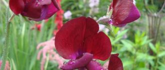 Sweet china (Lathyrus odoratus)