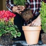 What to put at the bottom of the pot to make plants grow by leaps and bounds