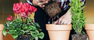 What to put at the bottom of the pot to make plants grow by leaps and bounds