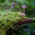 What is moss and where does it grow?