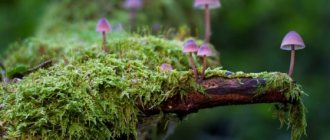 What is moss and where does it grow?