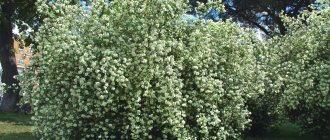 crown mock orange description