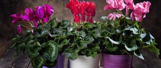 Cyclamen (70 photos): types and features of care