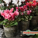 cyclamen