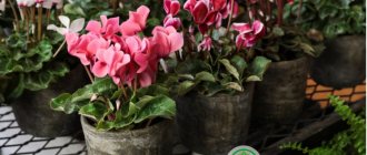 cyclamen