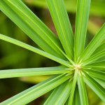 Cyperus at home