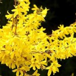 Forsythia blooms in early spring