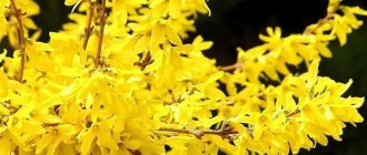 Forsythia blooms in early spring