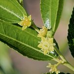 Jujube flowering