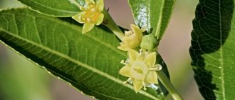 Jujube flowering