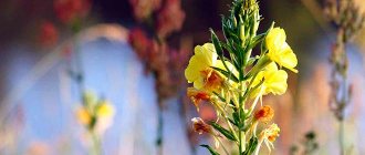 Mullein flowers