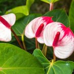 Anthurium flower at home: care, photo of plant species