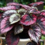 Begonia flower: photo and how to care for it, reproduction, why it doesn’t bloom, types (including ever-blooming) and their characteristics