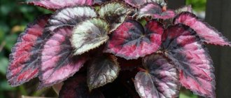 Begonia flower: photo and how to care for it, reproduction, why it doesn’t bloom, types (including ever-blooming) and their characteristics