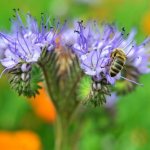 phacelia flower photo