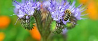 phacelia flower photo