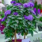 Heliotrope flower - what it looks like, growing conditions, planting and care rules