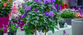 Heliotrope flower - what it looks like, growing conditions, planting and care rules