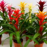 Guzmania flower