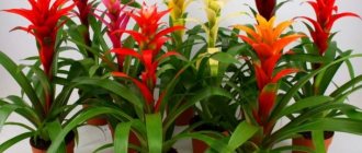 Guzmania flower