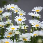 Large chamomile flower