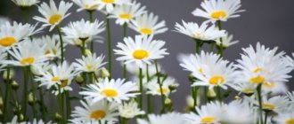 Large chamomile flower