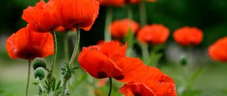 Poppy flower - description of the plant, legend of origin, what types are there?