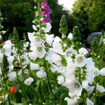 Sidalcea flower photo variety Sidalcea candida &#39;alba&#39;