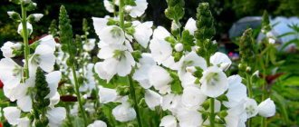 Sidalcea flower photo variety Sidalcea candida &#39;alba&#39;