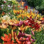 Color variety of lilies