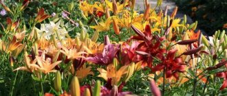 Color variety of lilies