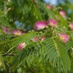 blooming albizia