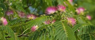 blooming albizia