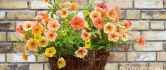 Blooming petunia is a bright and original decoration for any garden plot, balcony or veranda