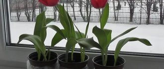 Blooming tulips on the windowsill