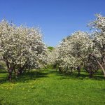 Blooming apple trees