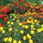 marigold flowers